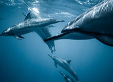 开云平台：让云端生长的土壤，赋能每一个企业